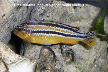 Melanochromis auratus