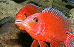 Aulonocara firefish Coral Red