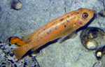 Labeotropheus_trewavasae